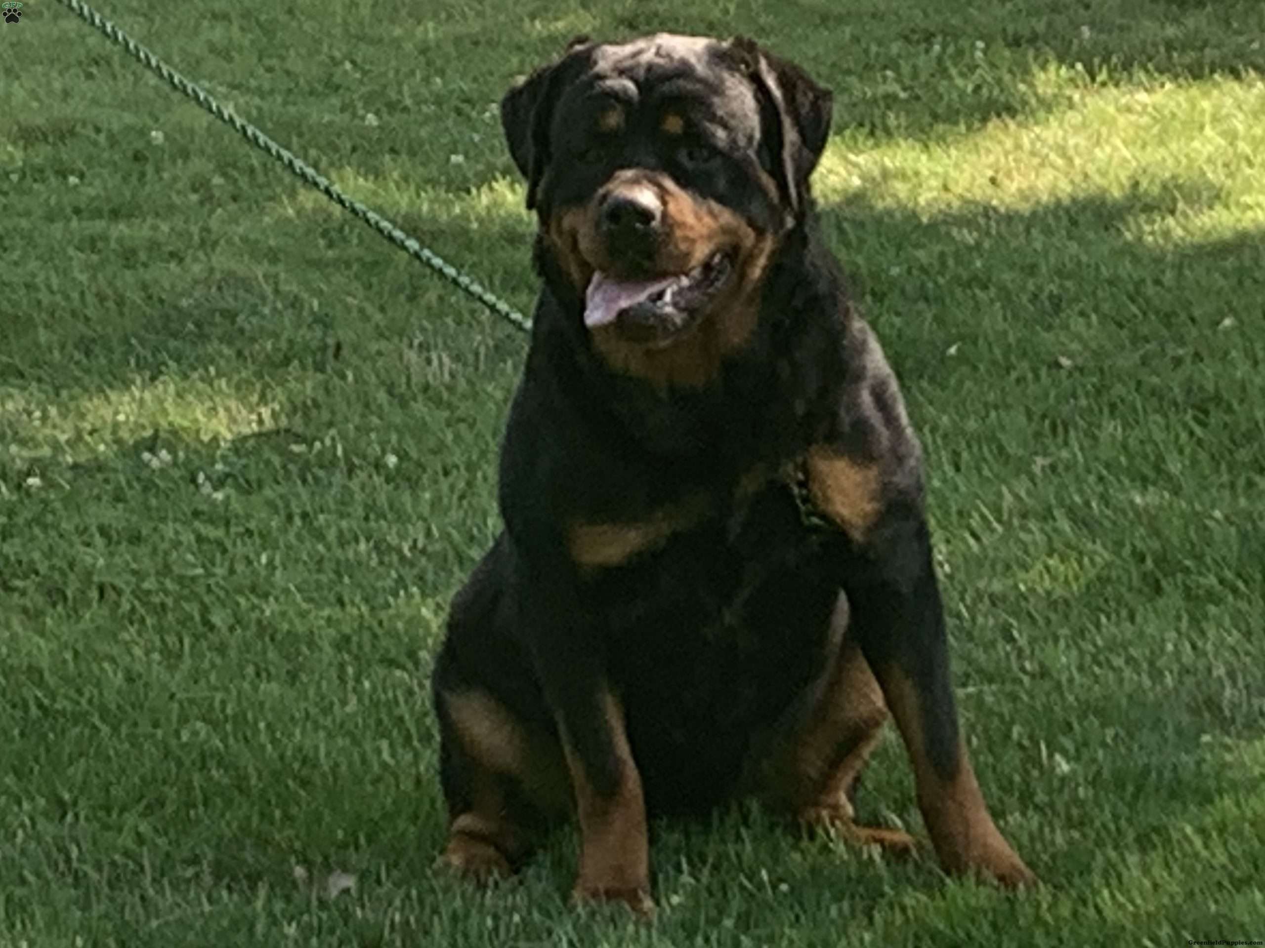 Holly Rottweiler Puppy For Sale in Indiana