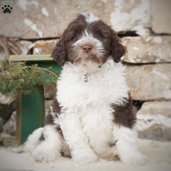 Barry, Portuguese Water Dog Puppy