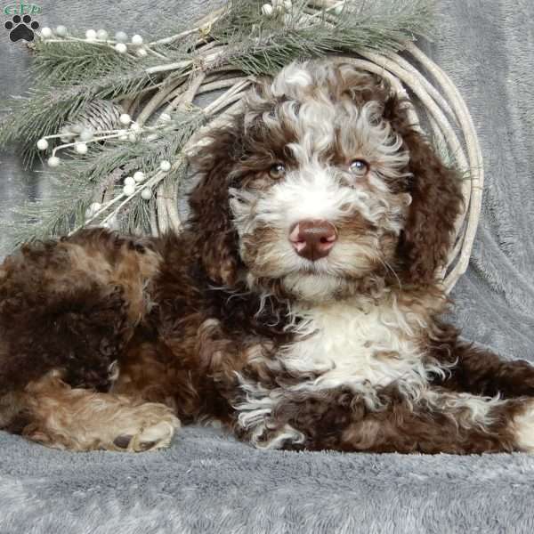 Barney (F1b medium), Labradoodle Puppy