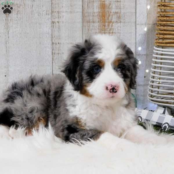 Oliver, Bernedoodle Puppy