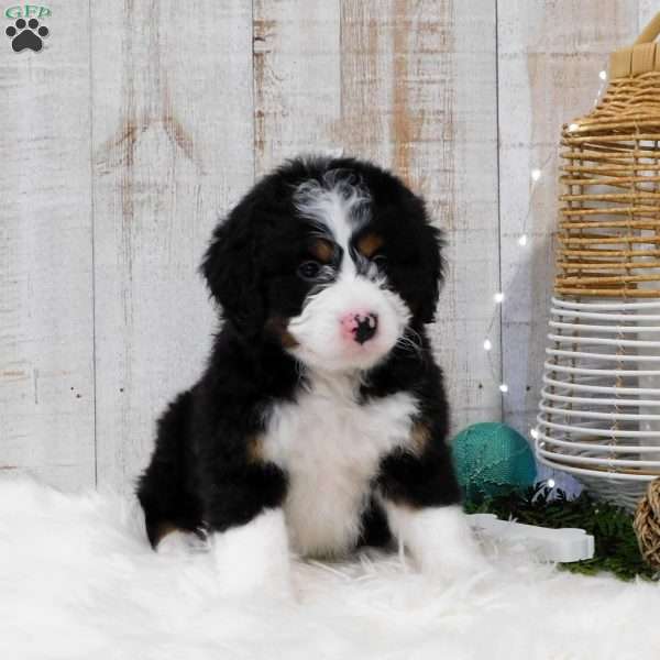 Neo, Bernedoodle Puppy