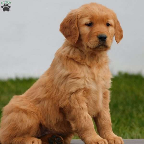 Alexa, Golden Retriever Puppy