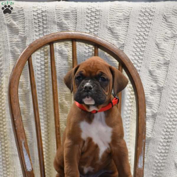 Colby, Boxer Puppy