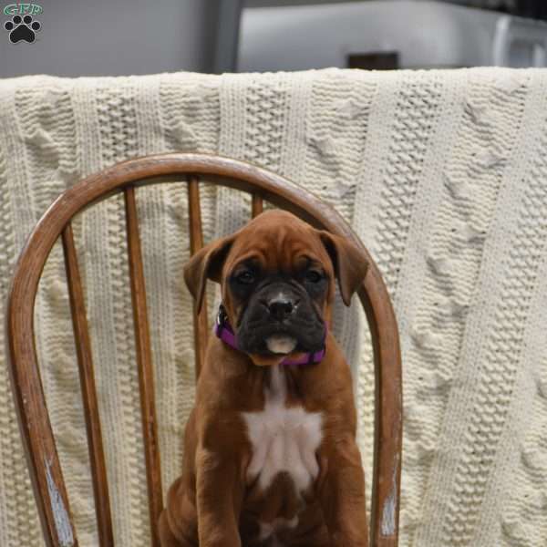 Baily, Boxer Puppy