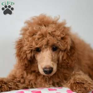 Buster, Miniature Poodle Puppy