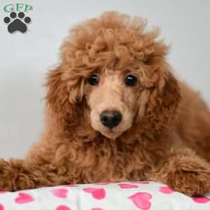 Miniature poodle breeders clearance indiana