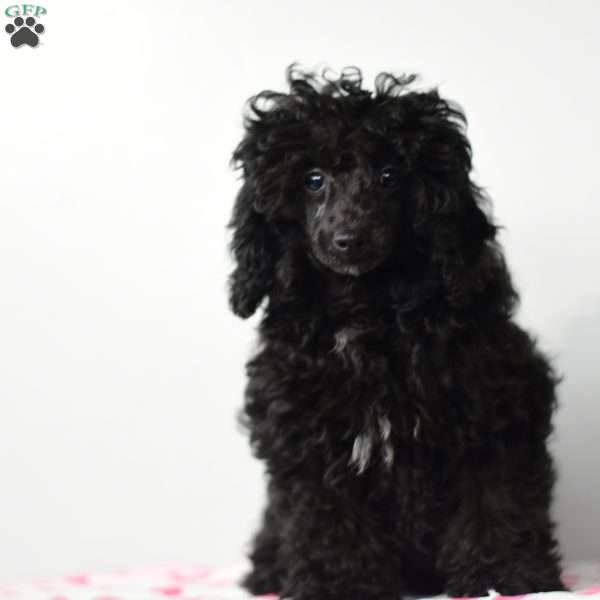 Bethany, Miniature Poodle Puppy