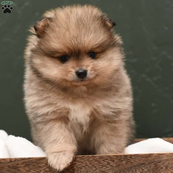 Conner, Pomeranian Puppy