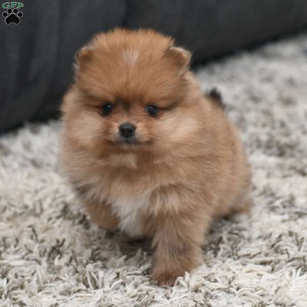 Cooper, Pomeranian Puppy