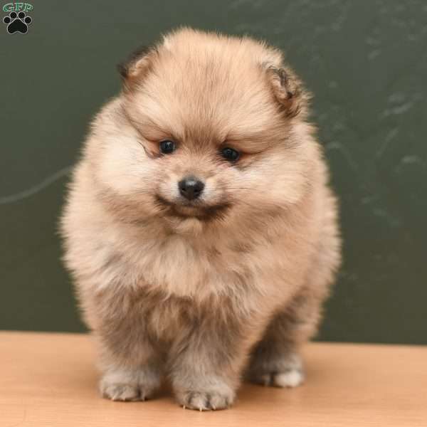 Callie, Pomeranian Puppy
