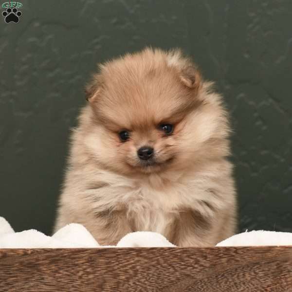 Cameron, Pomeranian Puppy