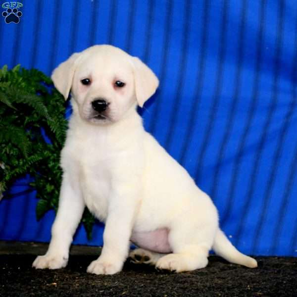 Dahlia, Yellow Labrador Retriever Puppy