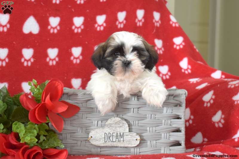 Dakota Shih Tzu Puppy For Sale in Pennsylvania