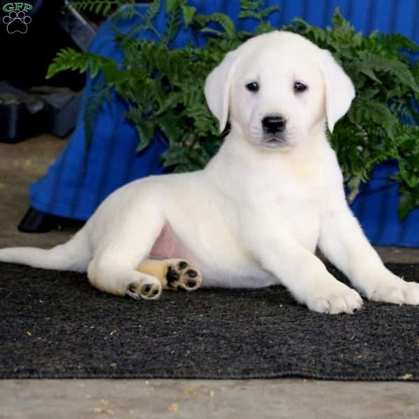Davey, Yellow Labrador Retriever Puppy