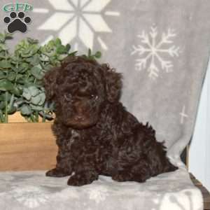 Chocolate toy poodle outlet for sale