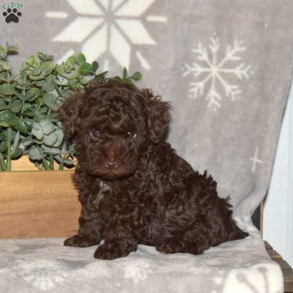Dawson, Toy Poodle Puppy