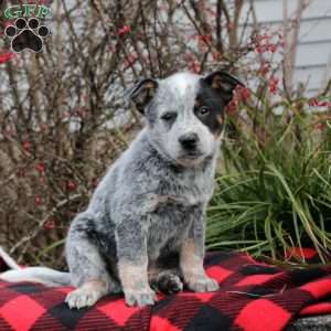 Blue merle hotsell heeler puppies