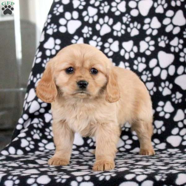 Devin, Miniature Golden Retriever Puppy