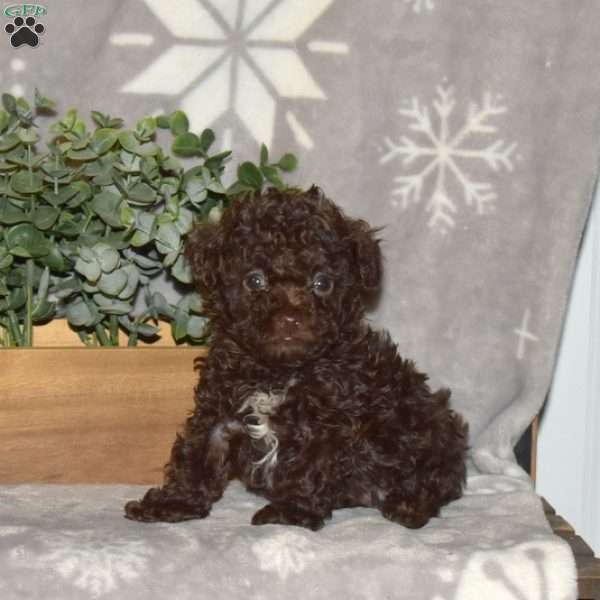 Dill, Toy Poodle Puppy