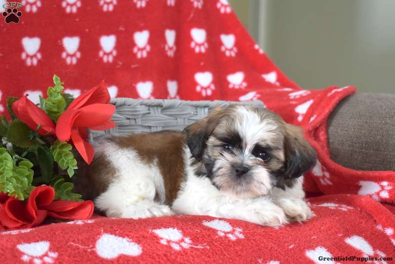 Dill Shih Tzu Puppy For Sale in Pennsylvania