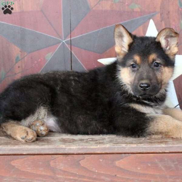 Dixie, German Shepherd Puppy