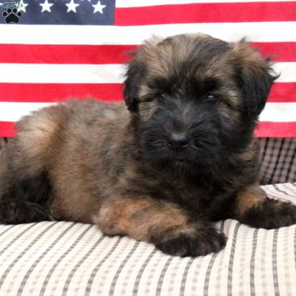 Dixie, Soft Coated Wheaten Terrier Puppy