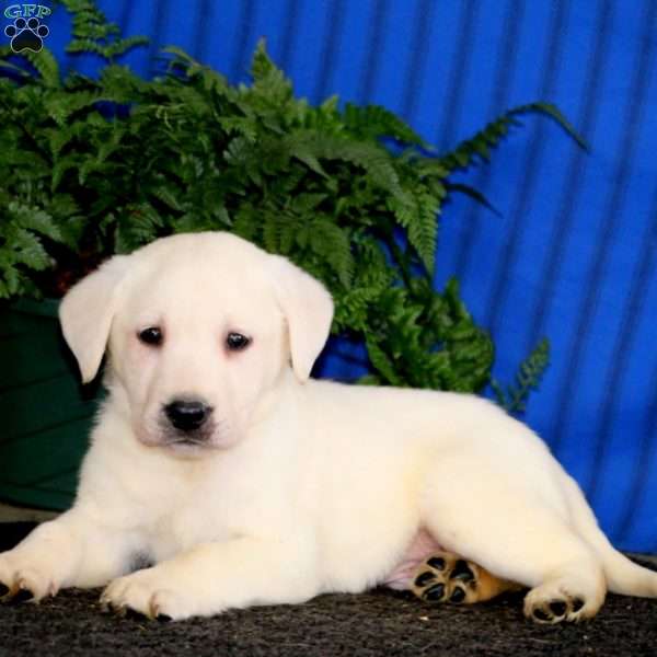 Donnie, Yellow Labrador Retriever Puppy