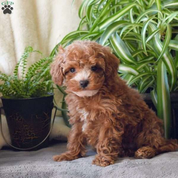 Dory, Miniature Poodle Puppy