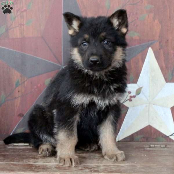 Dottie, German Shepherd Puppy