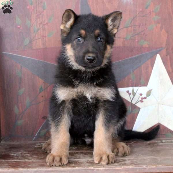 Drake, German Shepherd Puppy