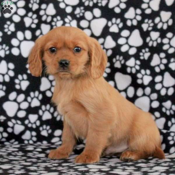 Drake, Miniature Golden Retriever Puppy