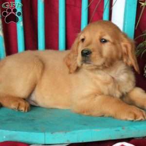 Duchess, Golden Retriever Puppy