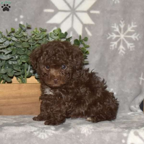Duke, Toy Poodle Puppy