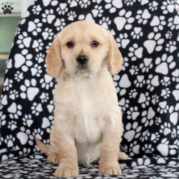 Duke, Miniature Golden Retriever Puppy