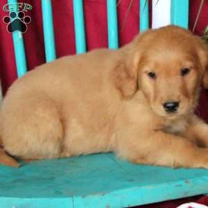 Duke, Golden Retriever Puppy