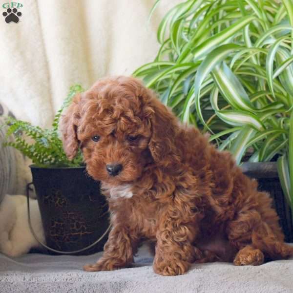 Duncan, Miniature Poodle Puppy