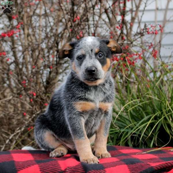 Dustin, Blue Heeler – Australian Cattle Dog Puppy