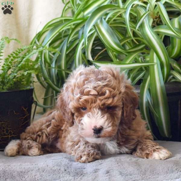 Dylan, Miniature Poodle Puppy