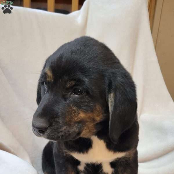 Roxy, Labrador Mix Puppy