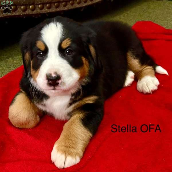 Stella, Bernese Mountain Dog Puppy