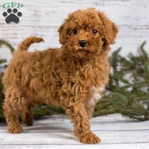 Poodles for on sale sale near me