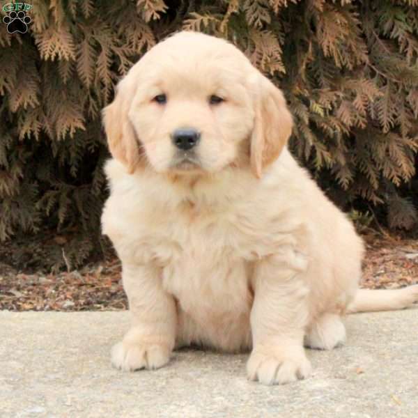 Earl, Golden Retriever Puppy