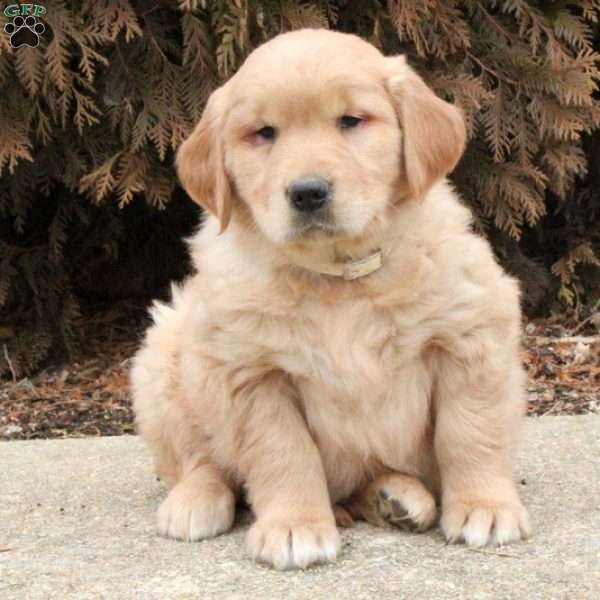 Earnest, Golden Retriever Puppy
