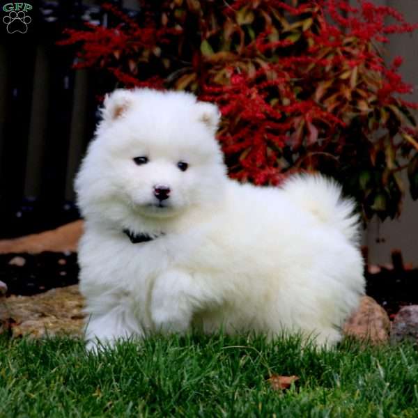 Echo, Samoyed Puppy