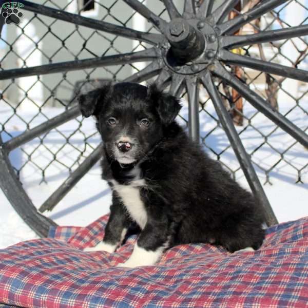 Eddie, Border Collie Puppy