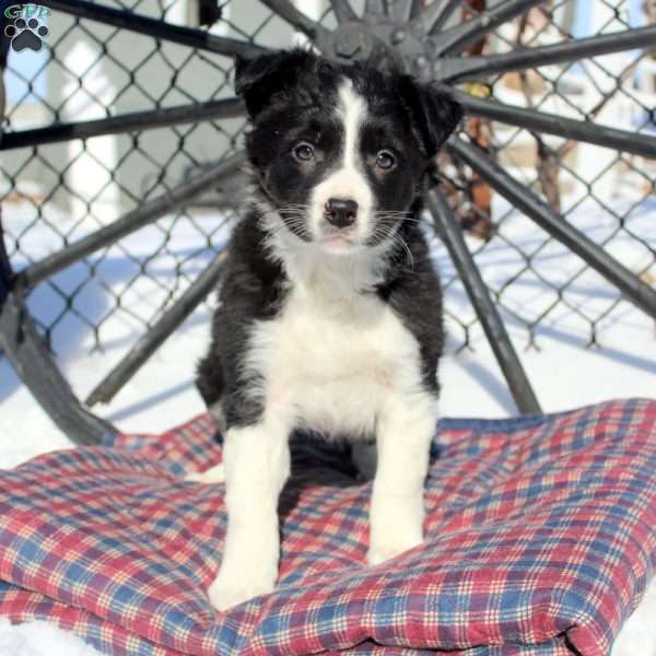 Edith, Border Collie Puppy