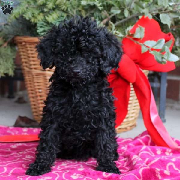 Edna, Toy Poodle Puppy