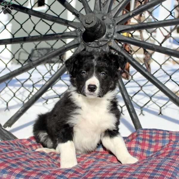 Ella, Border Collie Puppy