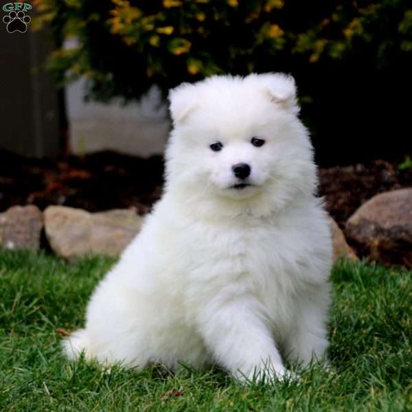 Elliot, Samoyed Puppy