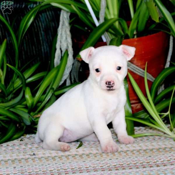 Elsie, Jack Russell Terrier Puppy